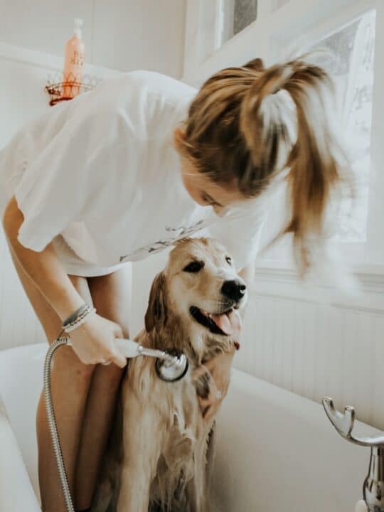 Oatmeal Bath for Dogs