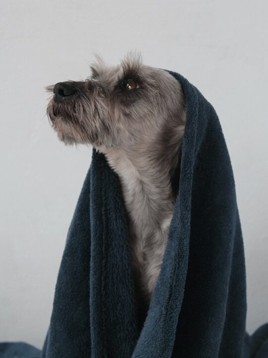 Best Oatmeal Shampoo for Dogs in 2021