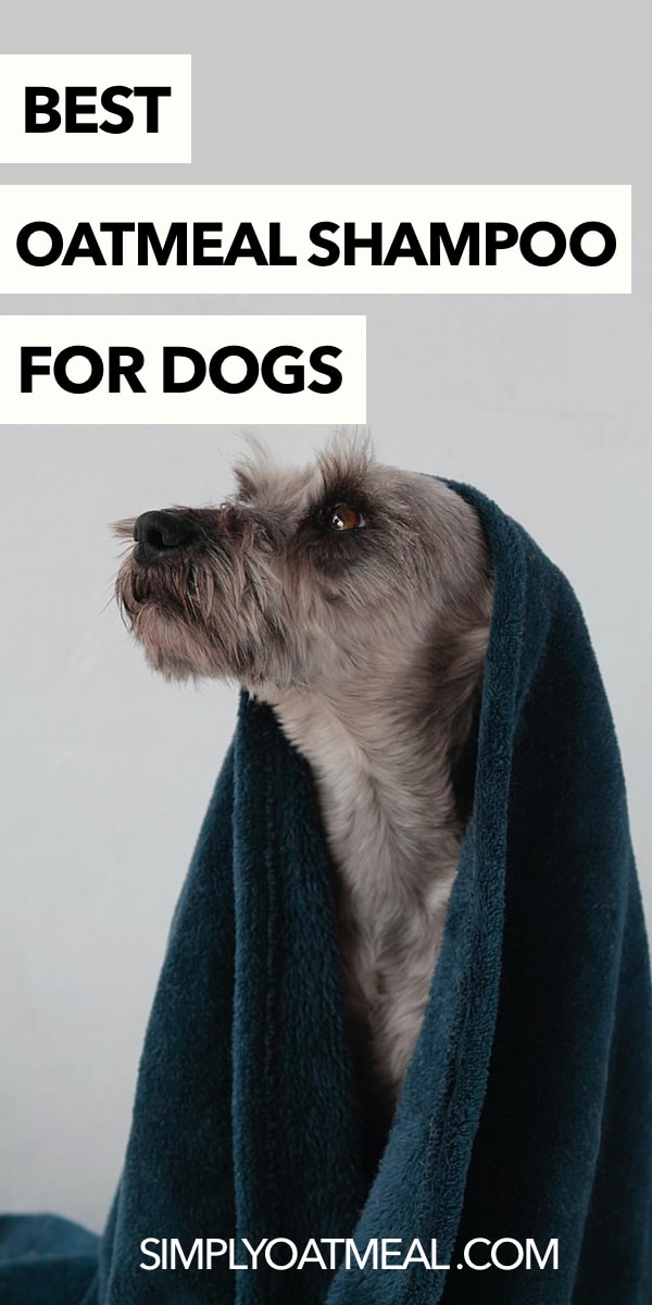 Best Oatmeal Shampoo for Dogs in 2022 Simply Oatmeal